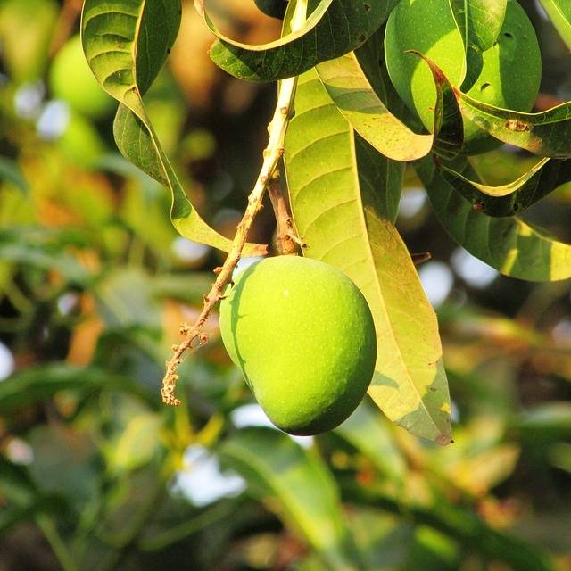 Health Benefits of Raw Mango